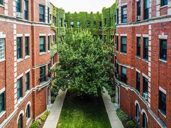 Pear tree in courtyard